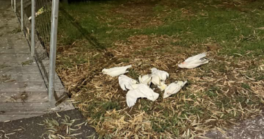 Hundreds of corellas have been found dead in a suspected poisoning in the regional Victorian town of Horsham.