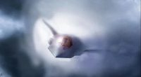 Illustration of the F-47 fighter jet emerging from clouds.