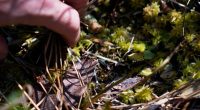 Insect-eating Venus flytraps thrive in the Carolinas as hikers peek into their native ecosystem