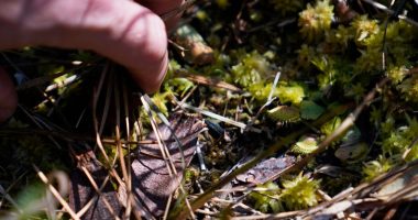 Insect-eating Venus flytraps thrive in the Carolinas as hikers peek into their native ecosystem