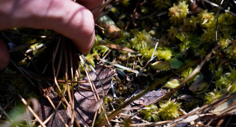 Insect-eating Venus flytraps thrive in the Carolinas as hikers peek into their native ecosystem