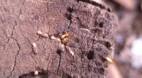 Invasive hybrid termite species discovered in Florida
