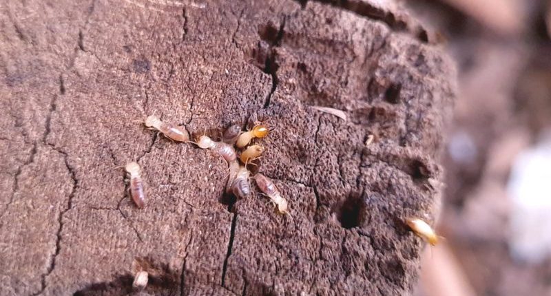 Invasive hybrid termite species discovered in Florida