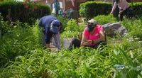 Iris Garden Club talks about preserving garden beauty at 5th Street Marina