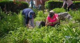 Iris Garden Club talks about preserving garden beauty at 5th Street Marina