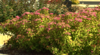 Johnson City adds trees and shrubs to West Walnut for pop of color, wildlife
