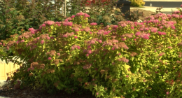 Johnson City adds trees and shrubs to West Walnut for pop of color, wildlife
