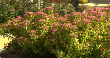 Johnson City adds trees and shrubs to West Walnut for pop of color, wildlife