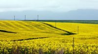 Jump in value of farmland  beats all other Australian property: report
