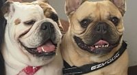 K﻿ate did not know what she would do if her partner kept their two dogs when they separated after seven years of being together.