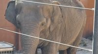 LA Mayor Karen Bass under fire for secretly moving beloved elephants