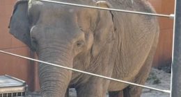 LA Mayor Karen Bass under fire for secretly moving beloved elephants
