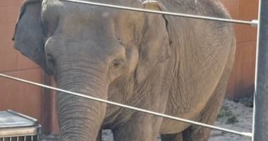 LA Mayor Karen Bass under fire for secretly moving beloved elephants
