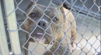 Local animal rescues calling on community to adopt, foster as shelters reach max capacity