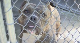 Local animal rescues calling on community to adopt, foster as shelters reach max capacity
