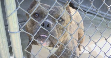 Local animal rescues calling on community to adopt, foster as shelters reach max capacity