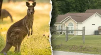 Man found dead in kangaroo, wallaby enclosure reportedly had 'history' of playing rough with animal