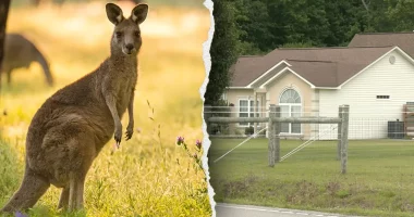 Man found dead in kangaroo, wallaby enclosure reportedly had 'history' of playing rough with animal