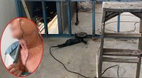 A 71-year-old man who was using a grinder while standing on a ladder suffered a massive cut from his face down to his chest﻿.