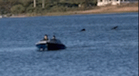 Aï»¿ monster-sized shark has been spotted off the US coast in the state of Rhode Island. The 20-foot (6 metre) shark was caught on video by local Jen Seebeck on Memorial Day weekend, before it was posted to the Atlantic Shark Institute's social pages.