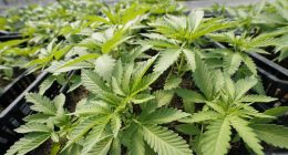 Mattoon City Council to vote on new dispensary 