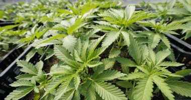 Mattoon City Council to vote on new dispensary 