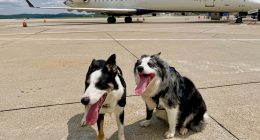 Meet the border collies, Hercules and Ned, fending off wildlife at West Virginia's busiest airport