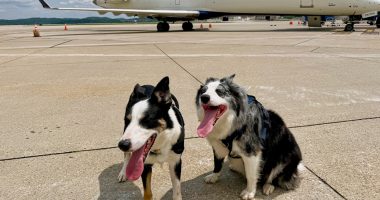 Meet the border collies, Hercules and Ned, fending off wildlife at West Virginia's busiest airport