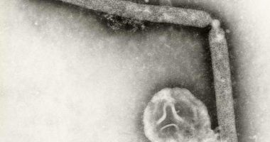 Mexico, Chile and Uruguay halt poultry imports from Brazil after bird flu outbreak
