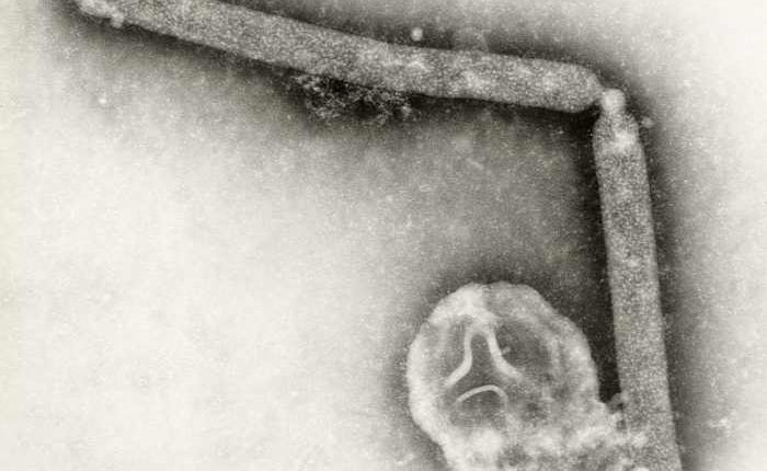 Mexico, Chile and Uruguay halt poultry imports from Brazil after bird flu outbreak
