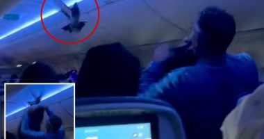 Minneapolis Delta flight thrown into chaos as stowaway pigeons storm cabin