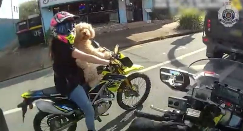 Woman riding motorcycle with dog.