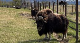 Mother's Day tradition: Alaskan moms head to musk ox farm to mingle with herd