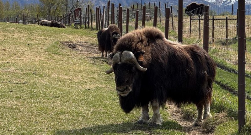 Mother's Day tradition: Alaskan moms head to musk ox farm to mingle with herd