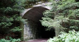 Entrance to a dark tunnel overgrown with vegetation.