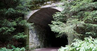 Entrance to a dark tunnel overgrown with vegetation.
