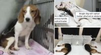 NIH shutters notorious lab accused of slaughtering beagles for four decades