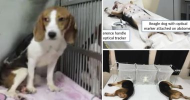 NIH shutters notorious lab accused of slaughtering beagles for four decades