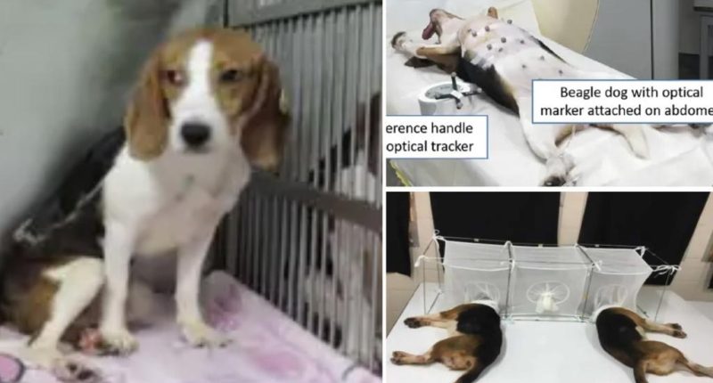 NIH shutters notorious lab accused of slaughtering beagles for four decades