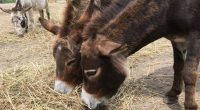 New Mexico Donkey Racers Burro Into the Record Books
