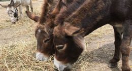 New Mexico Donkey Racers Burro Into the Record Books
