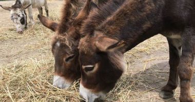 New Mexico Donkey Racers Burro Into the Record Books