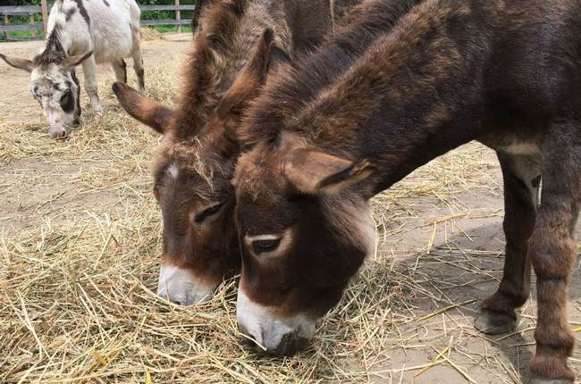 New Mexico Donkey Racers Burro Into the Record Books