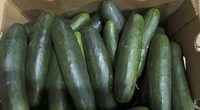 New salmonella outbreak tied to same Florida cucumber grower from last year