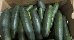 New salmonella outbreak tied to same Florida cucumber grower from last year