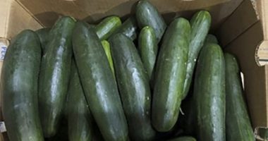 New salmonella outbreak tied to same Florida cucumber grower from last year