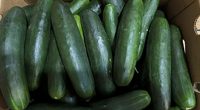 New salmonella outbreak tied to same Florida grower with tainted cucumbers last year