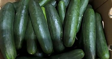 New salmonella outbreak tied to same Florida grower with tainted cucumbers last year