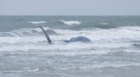 ONLY ON WSAV: Whale beached on Hilton Head Island