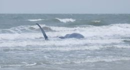 ONLY ON WSAV: Whale beached on Hilton Head Island